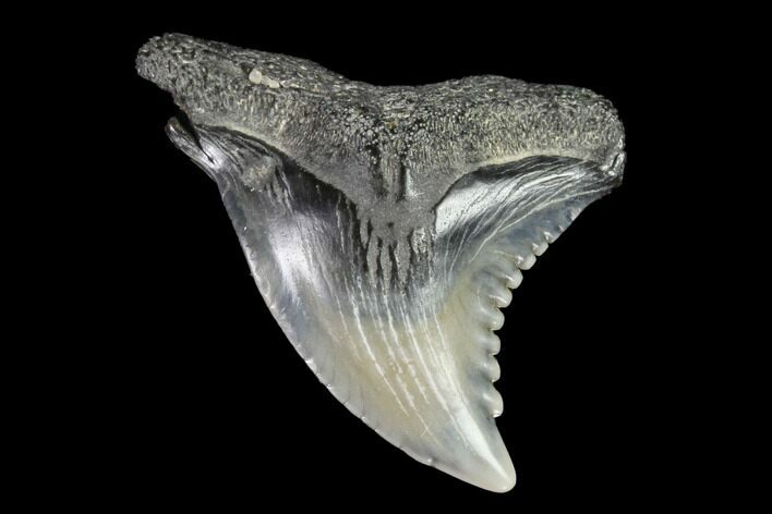 Hemipristis Shark Tooth Fossil - Virginia #96704